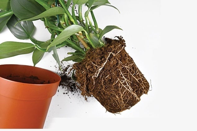 Saksı ve Toprak Değişimi